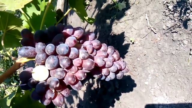 Виноград Фавор. Урожай 2014 смотреть онлайн