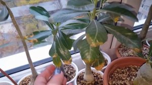 Адениумы. Что нацвело. Проблемы с листвой. Лампы.