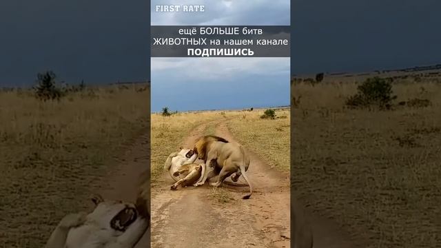 Львица Даёт Сумасшедший Отпор Льву / #Shorts смотреть онлайн