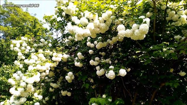 Kwitnąca Kalina / Flowering Kalina смотреть онлайн