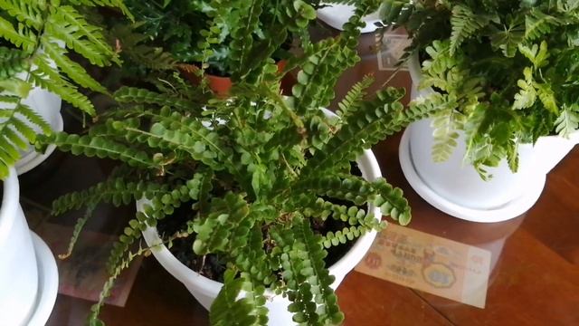 Новинка, папоротник Птерис и поговорим о папоротниках!