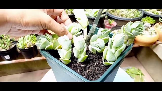 PLANTING GRAPTOVERIA LOVELY ROSE || #55