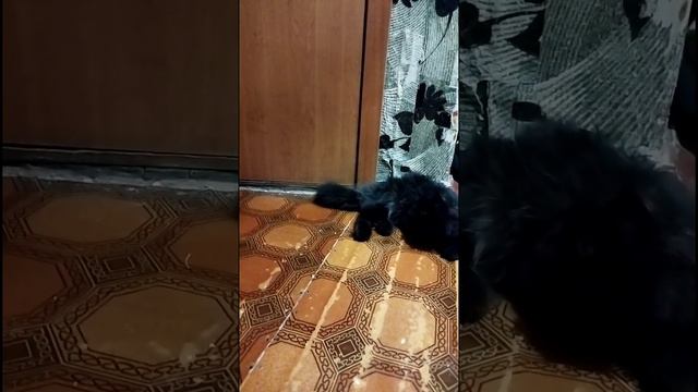 БЫЛО СТРАШНО ЭТО ВИДЕТЬ... Или... что случилось с Кузенькой вчера вечером смотреть онлайн