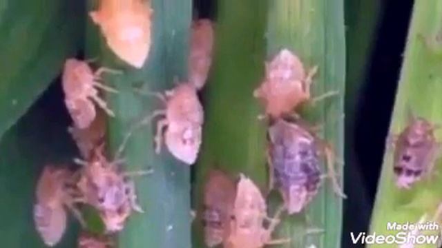 Lagu dangdut bayanganmu Elvy Sukaesih,,😉😉 смотреть онлайн