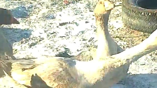 КАК ЗИМУЮТ ГУСИ смотреть онлайн