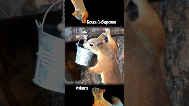 Белка пьет, вода течет