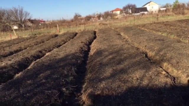 ШЕЛУХА ПОДСОЛНУХА КАК МУЛЬЧА, ГРЯДЫ ПОСЛЕ СНЕГА. НАДЕЖНАЯ МУЛЬЧА смотреть онлайн