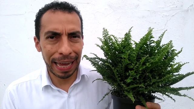 HELECHO RIZADO ó HELECHO COSTEÑO. Nephrolepis Corditas