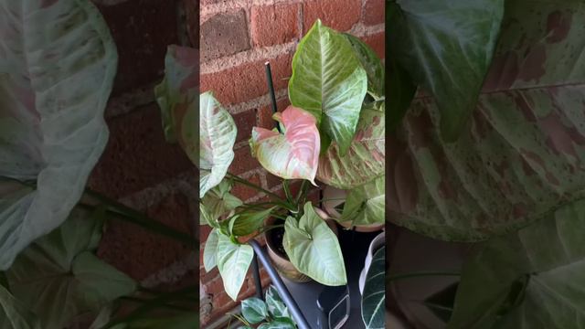 This syngonium confetti never fails to amaze me with its gorgeousness! #syngonium #plantparent смотреть онлайн