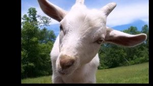 Жил у бабушки серенький козлик