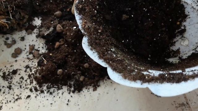 Драцена годсефа очень медленно растет. Пересадка драцены. Комнатные цветы. //Валентина Земскова смотреть онлайн