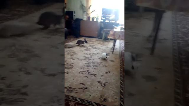 Продаю кроликов 500 р,пока есть девочка и мальчик смотреть онлайн