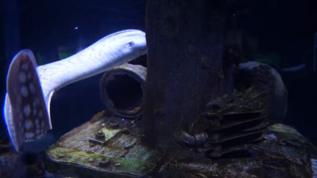 Мурена в аквариуме Анталии 28.08.2014 смотреть онлайн