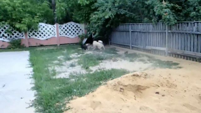 притравка собак на кабана смотреть онлайн