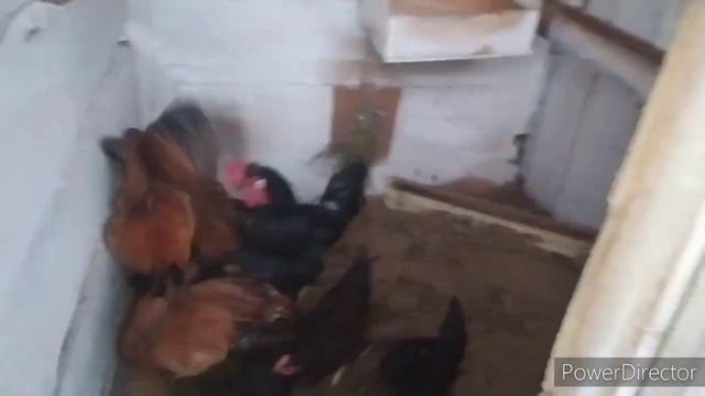 пророщенная пшеница для кур и не только. village life vlog смотреть онлайн