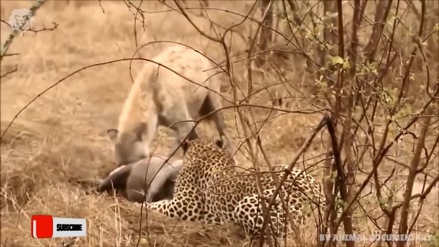 Extreme Fights Leopard vs Warthog, Wild Animals Attack смотреть онлайн