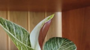 Комнатные растения - Филодендрон Биркин, что делать с листом?