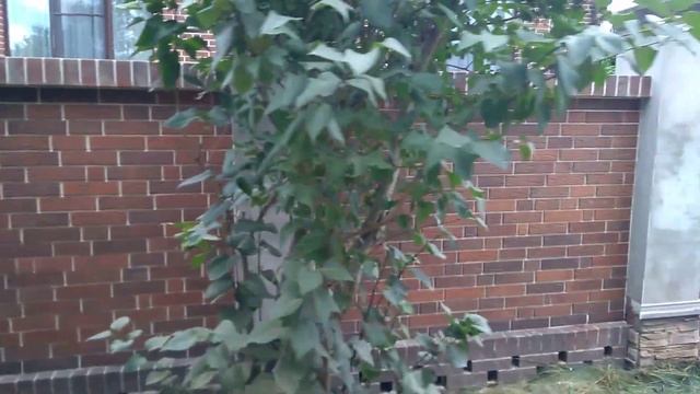 Баварская кладка забора смотреть онлайн