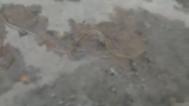 Конский волос (живой) смотреть онлайн
