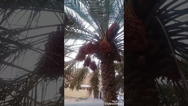 Quran ki khubsorat tilawat ki sath Dubai Vedi смотреть онлайн