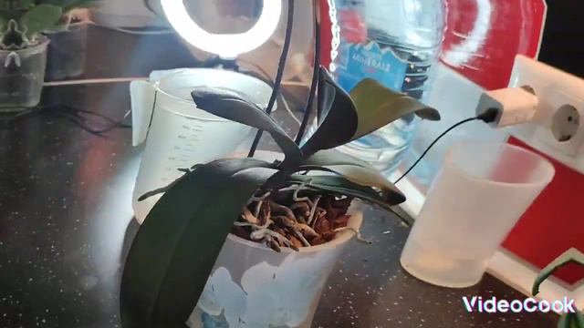 Адаптация моих новых орхидей и полив#обзор #орхидеи#уход#цветы#фаленопсис смотреть онлайн