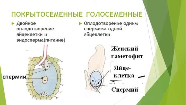 Сравнение голосеменных и покрытосеменных растений смотреть онлайн