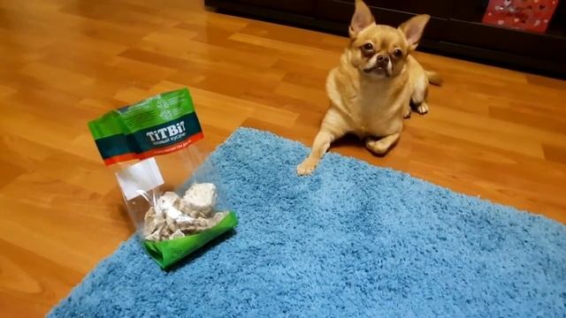 ? Дрессировка чихуахуа на выдержку. смотреть онлайн