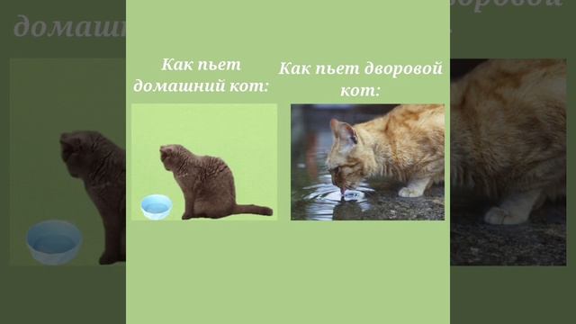 Сравниваем дворовых и домашних котов? смотреть онлайн