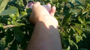 Слива Блек Стар (Black Star)