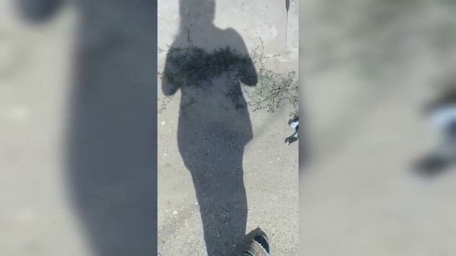 Собака почти оторвала котенку ногу, удалось ли его спасти? Стерилизуй, их и так много? смотреть онлайн