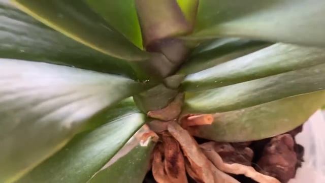 Orkide Dal çıkartmıyor inat ediyorsa Bunu yapın Orkideler bol çiçek açsın kök versin✅✌️ смотреть онлайн