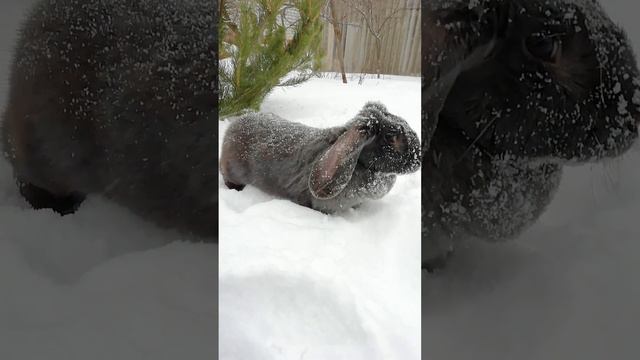 Кролик породы Французский баран 🐰 смотреть онлайн