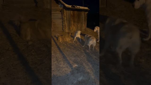 Волкодавы в ночи #волкодав #щенки #алабай #puppy #сао #чабан #sheeps #щенкисао #банхар #нагази смотреть онлайн