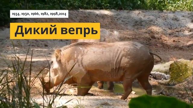 Славянский гороскоп на 2022 год по годам рождения смотреть онлайн
