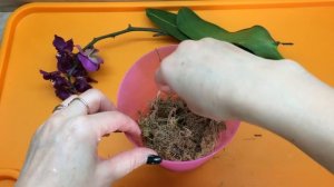 Необычный экстренный способ реанимации орхидеи без корней с цветоносом.