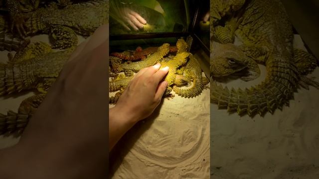 Познакомился с Шипохвостом смотреть онлайн