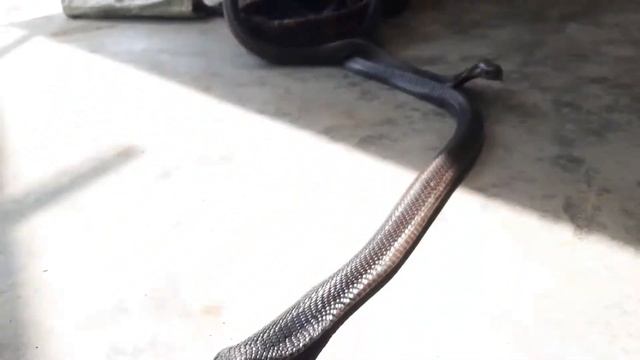 #snake #blackcobra indian 2 Black cobra snake The forest cobra (Naja melanoleuca) смотреть онлайн