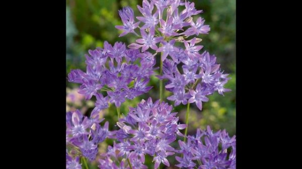 ТРИТЕЛЕЙЯ (TRITELEIA) сем. Луковые