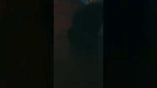Мой кот порода : Сиамский кот смотреть онлайн