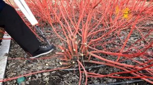 Советы. Обрезка Дерен белый "Сибирика Вариегата". Pruning shrubs Cornus alba 'Sibirica Variegata'