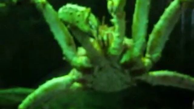 Самый большой краб / The Largest Crab