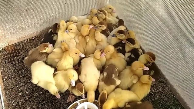 Мускусные утки// Гибридики какие они?? смотреть онлайн