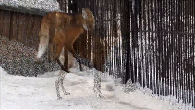 Красавец гривистый волк на прогулке 25.03.19 смотреть онлайн