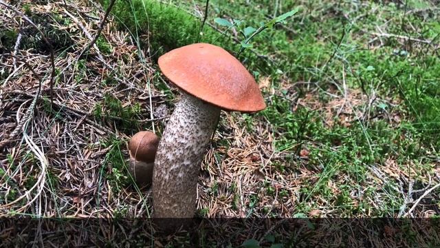 เห็ดผึ้งขาลาย สายพันธุ์ Leccinum Versipelle, Leccinum Aurantiacum พร้อมวิธีเก็บและต้มให้เห็ดขาว สวย смотреть онлайн
