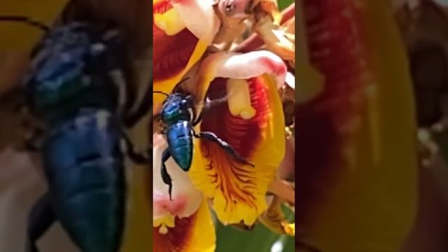 Орхидная пчела на цветке имбиря смотреть онлайн