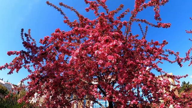 14.04.2021. +15, солнце, люди на пляже, весна!🌴ЛАЗАРЕВСКОЕ СЕГОДНЯ🌴СОЧИ. смотреть онлайн