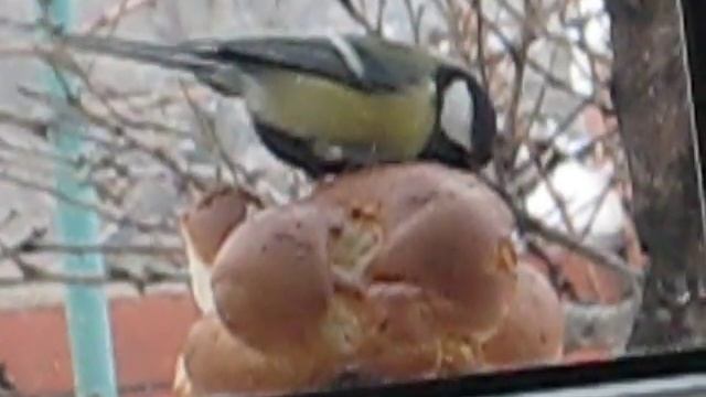 птичка клюёт хлеб