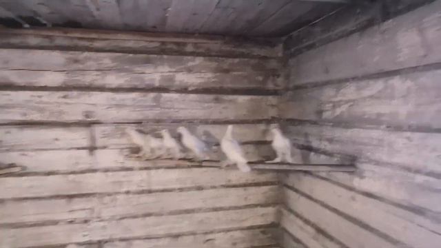 #развлечение#голуби Красивые Иранские голуби Пар парли. О голубях,ворах. Поскриптум.P.S. смотреть онлайн