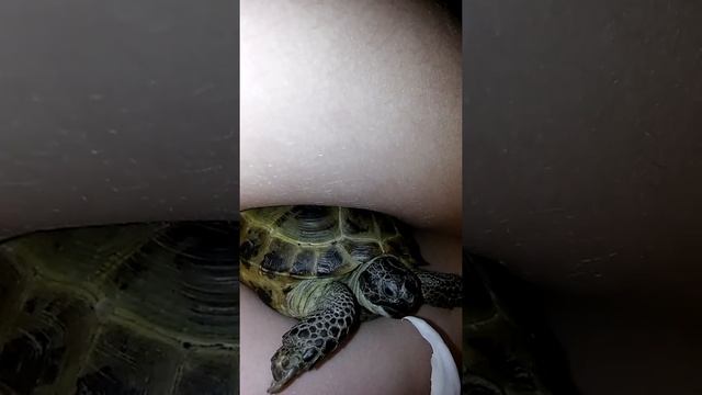 Сухопутная черепашка по имени Питюлька смотреть онлайн