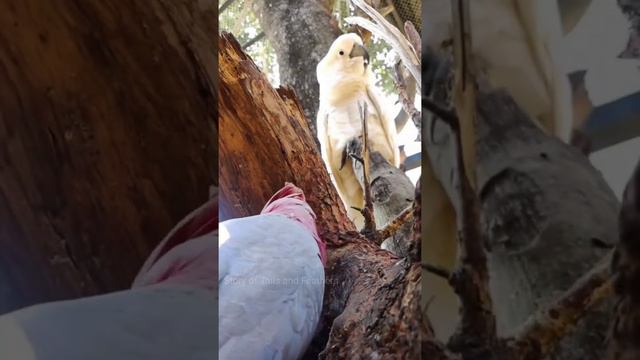 Real stressbusters @Fundora Park @Yelagiri #fun #birds #pets #yelagirihills смотреть онлайн